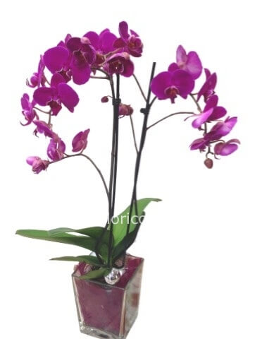 Phalenopsis