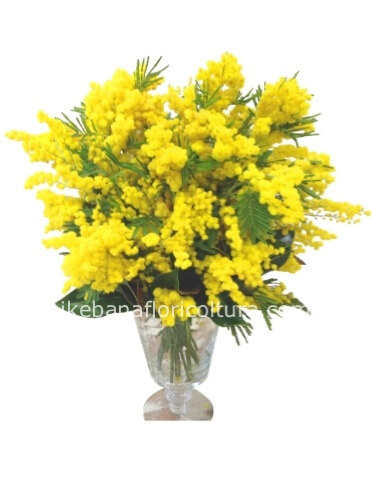 Bouquet di mimosa